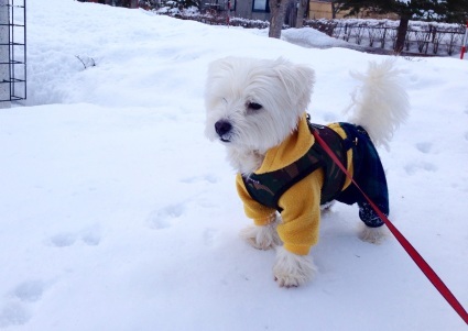 まだまだ 雪＊ゆき＊ユキ_a0337860_21433728.jpg