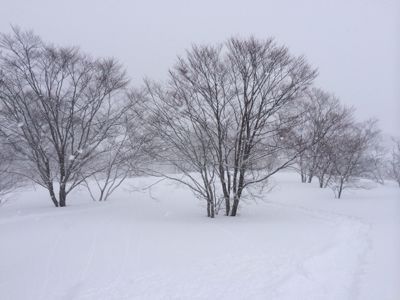 大雪！　岐阜高鷲_c0151965_20115040.jpg