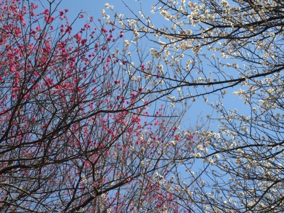 梅の花_c0310571_21375519.jpg
