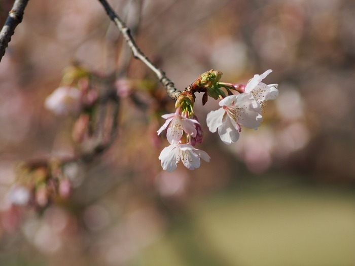 玉縄桜。。　　　zeiss.vario sonnar/e-m5_a0085679_19453360.jpg