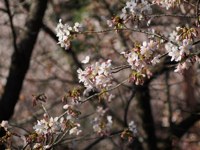 玉縄桜。。　　　zeiss.vario sonnar/e-m5_a0085679_194620100.jpg