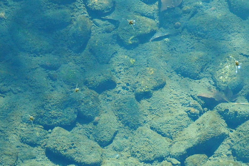 a0293295_8124391.jpg