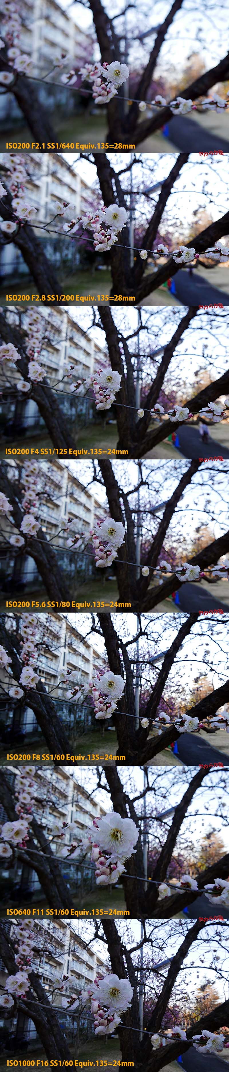 LX100 PHOTO(JAPANESE APRICOT)_b0134907_22475617.jpg