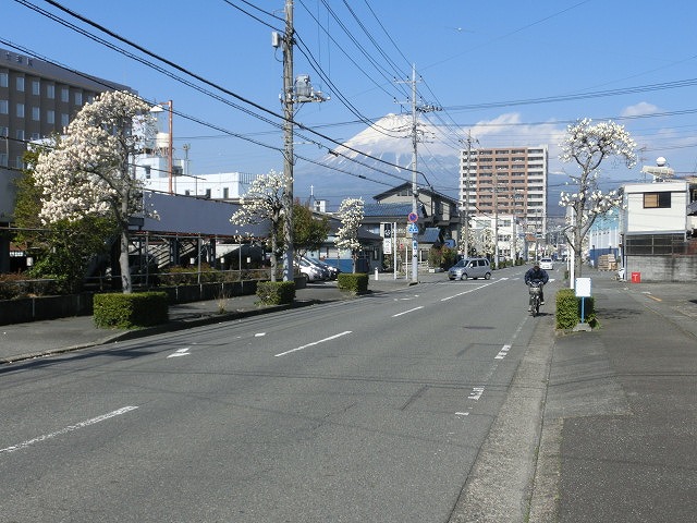 今週末が見頃? 吉原のハクモクレン通り_f0141310_622475.jpg
