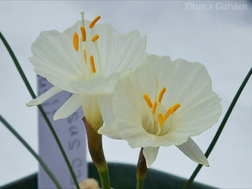 Narcissus cantabricus \'Clusii\'_b0099813_075199.jpg