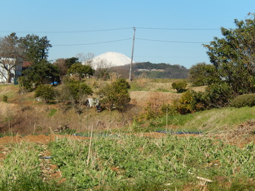 レタスの定植...快晴です。_b0137932_16365117.jpg