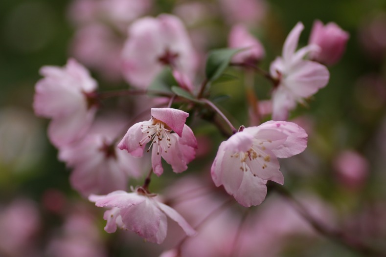 花写　015-0370　ハナカイドウ_d0060435_19154788.jpg