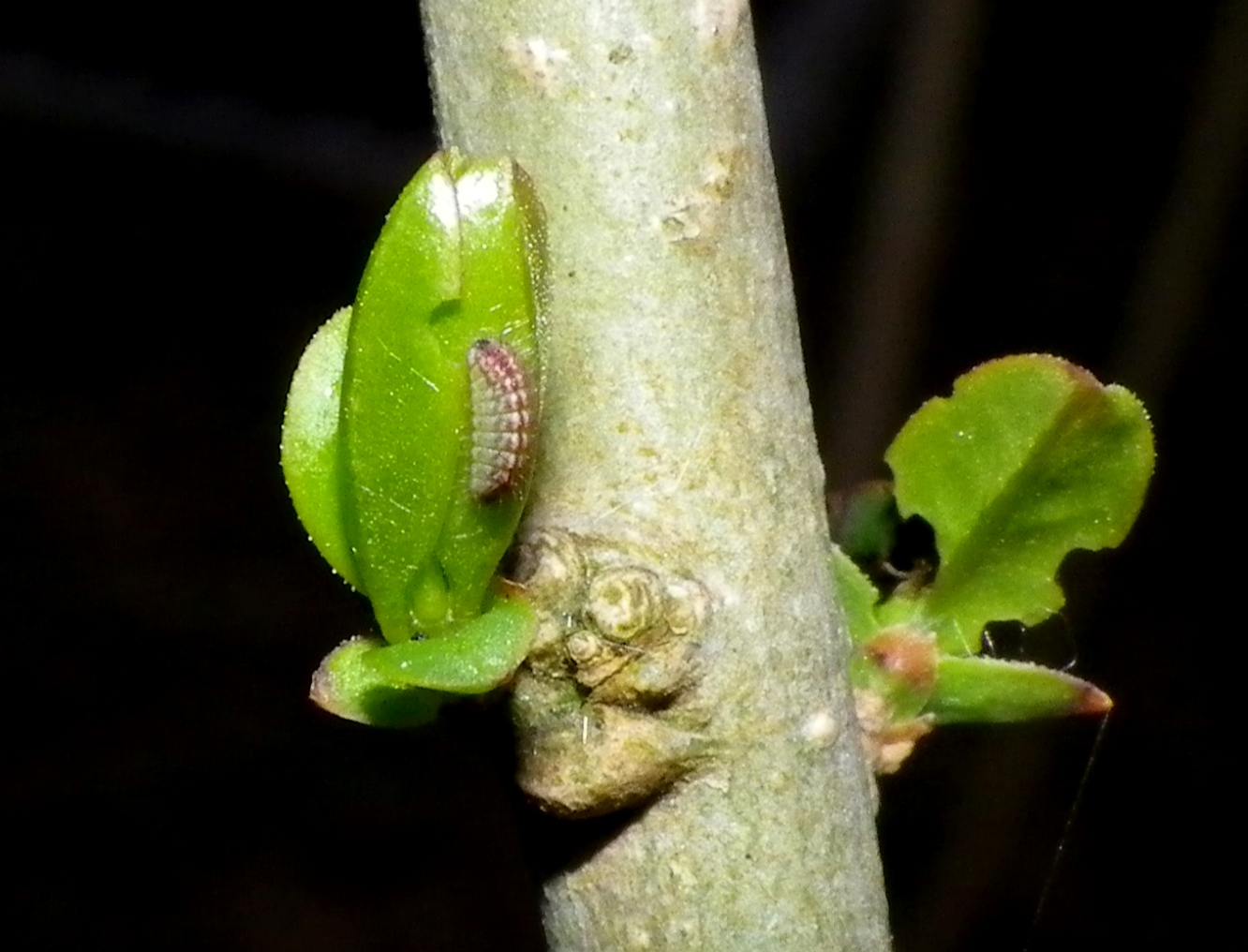 ウラゴマダラシジミ幼虫　3月8日（日）庭のイボタノキにて_d0254540_636511.jpg