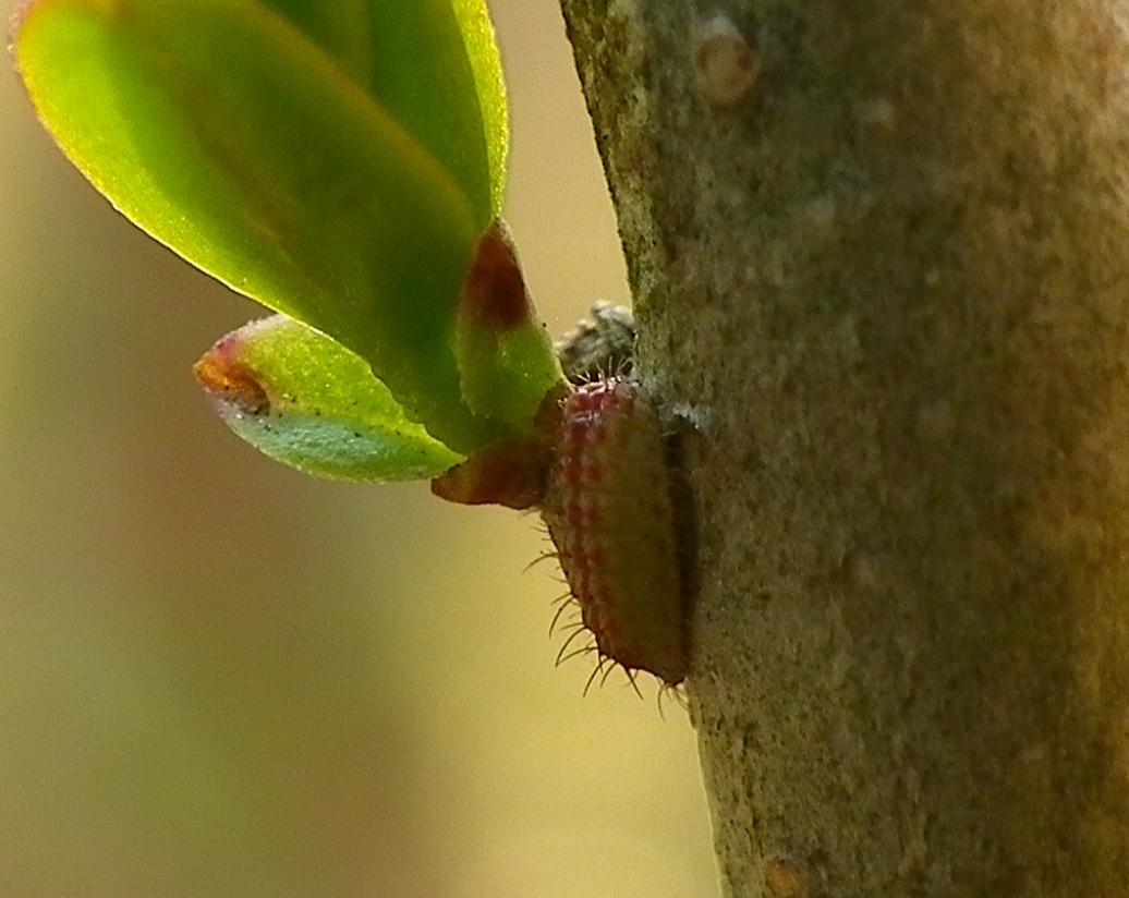 ウラゴマダラシジミ幼虫 3月8日(日)庭のイボタノキにて_d0254540_727548.jpg