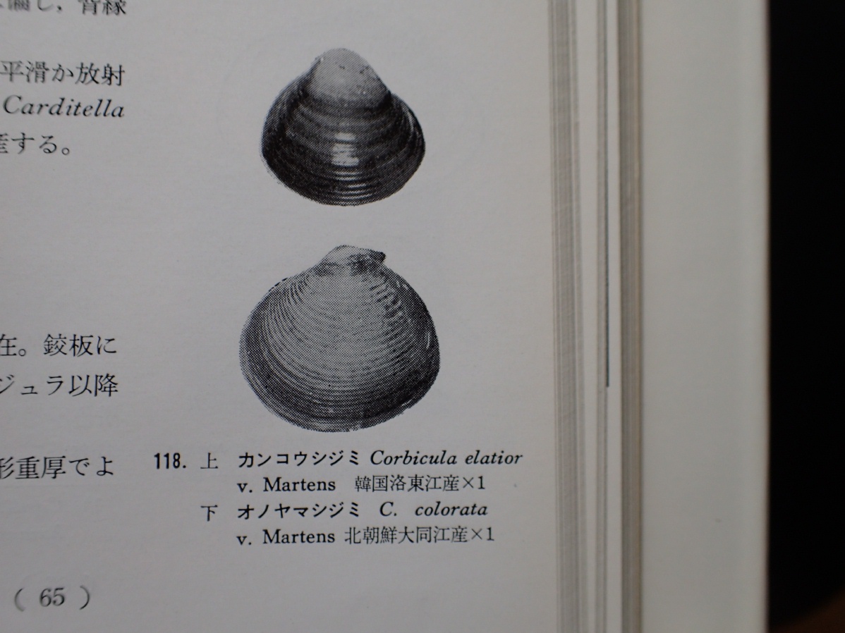 世界の貝 原色図鑑 Beachmollusc ひむかのハマグリ 世界の貝 原色図鑑 Beachmollusc ひむかのハマグリ
