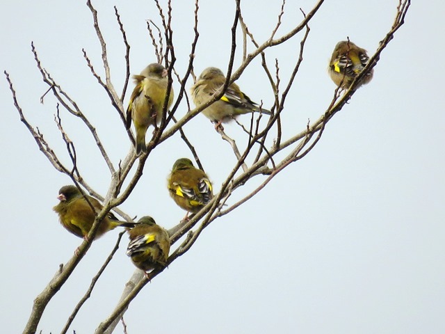 神戸森林植物園 5_b0227552_20233863.jpg