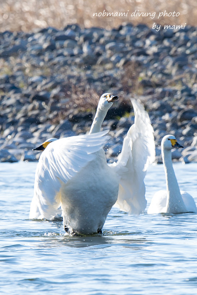 また白鳥 動きのある写真 サカナのおカオ