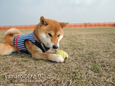 a0286855_12143123.gif