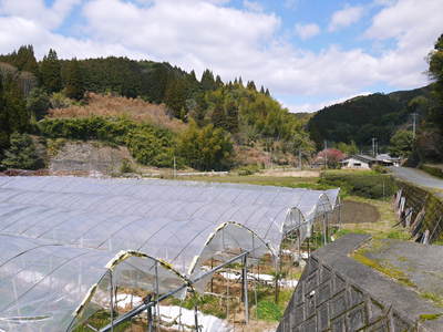 甘熟イチジク 匠の剪定作業2015 その2(新しい主幹を作る:後編)_a0254656_1714437.jpg