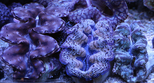 セレクトシャコガイ ビーボックスアクアリウム 海水魚 サンゴ情報