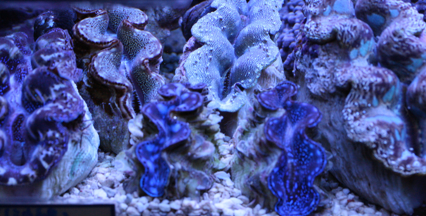 セレクトシャコガイ ビーボックスアクアリウム 海水魚 サンゴ情報