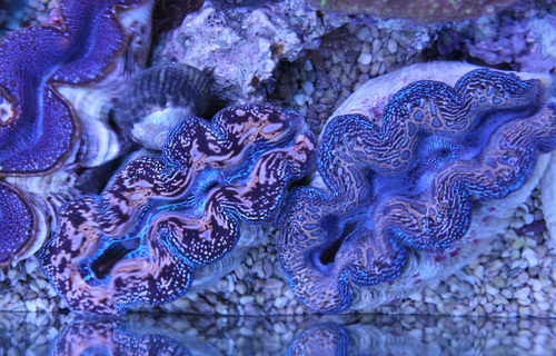 セレクトシャコガイ ビーボックスアクアリウム 海水魚 サンゴ情報