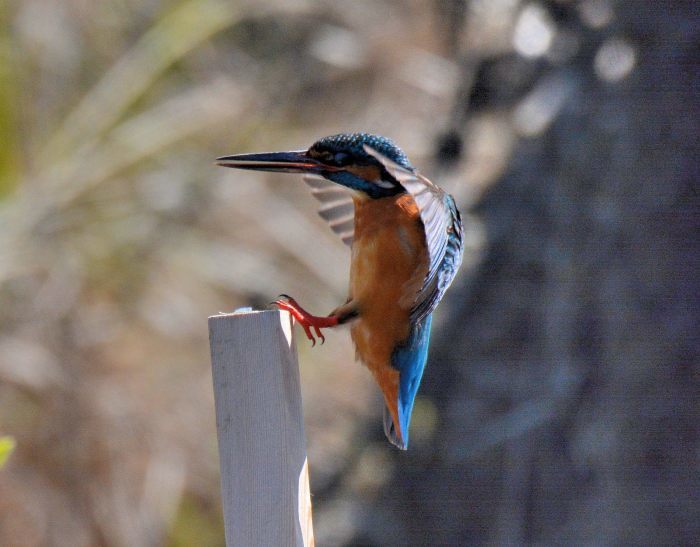 鳥は来ない_c0205858_16062477.jpg