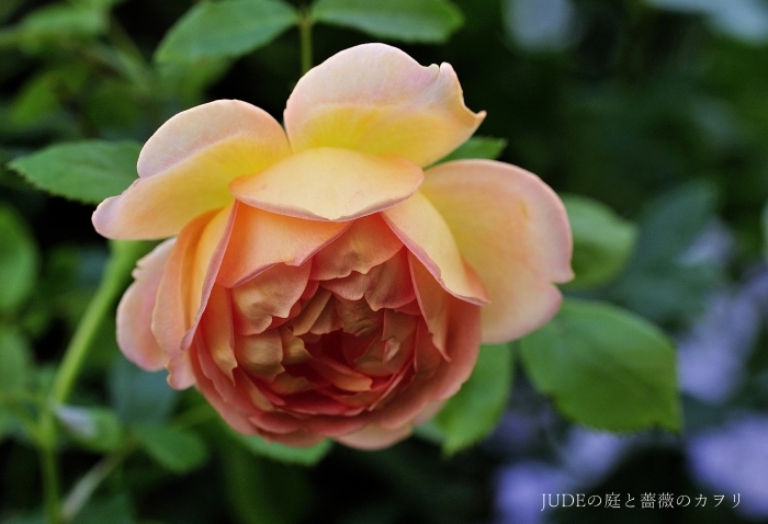 夏に咲く薔薇たち_c0278671_20152799.jpg