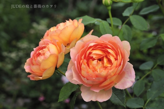 夏に咲く薔薇たち_c0278671_20160357.jpg