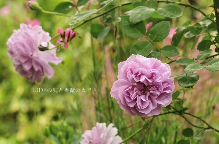 夏に咲く薔薇たち_c0278671_20205661.jpg