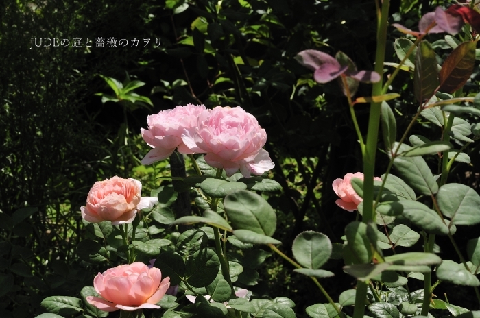 夏に咲く薔薇たち_c0278671_20253838.jpg