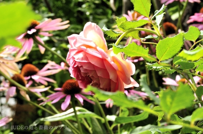 夏に咲く薔薇たち_c0278671_20260813.jpg