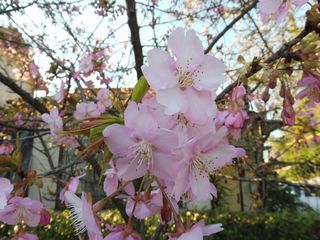 河津桜_e0046477_7111551.jpg