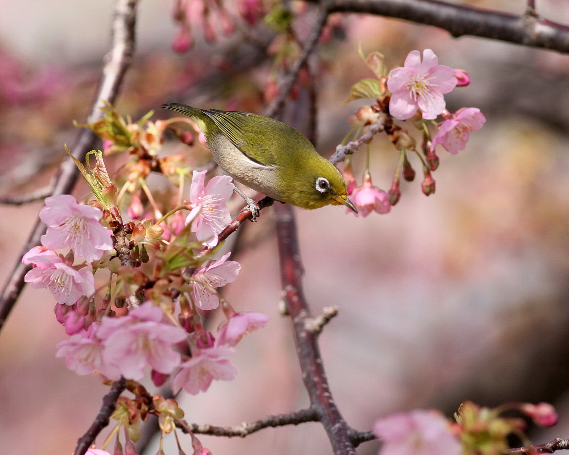 春・河津桜！！_d0230392_15494336.jpg