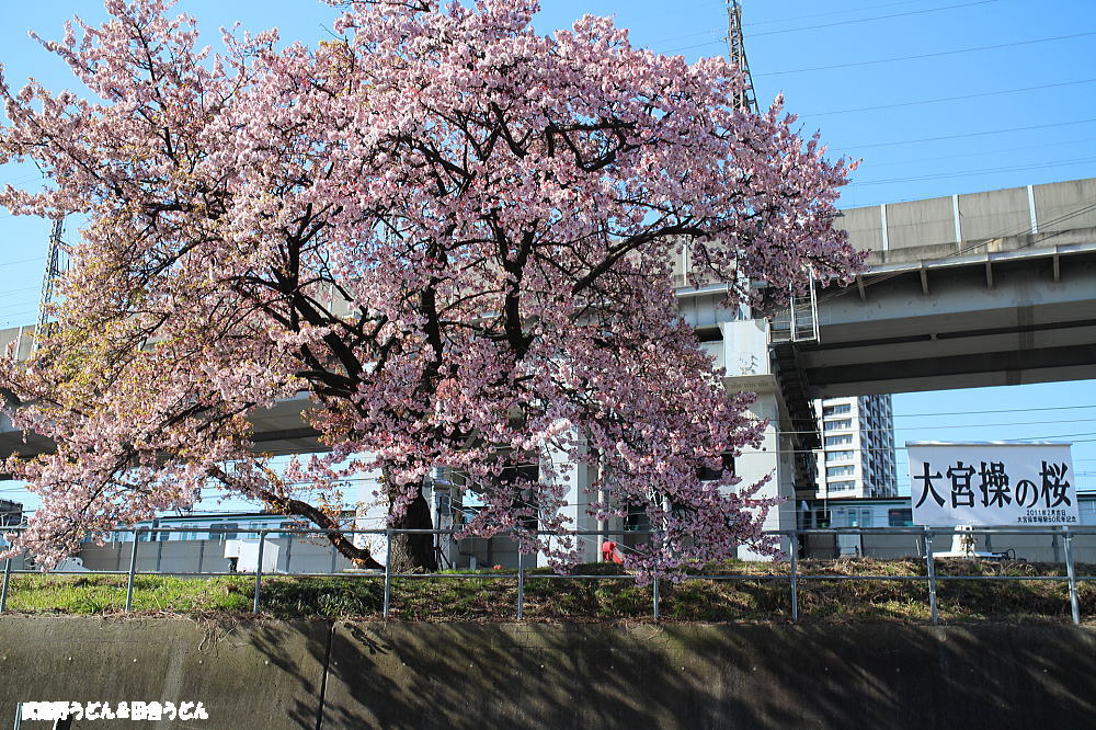 さいたま新都心の河津桜2015　さいたま市_c0113312_20455639.jpg