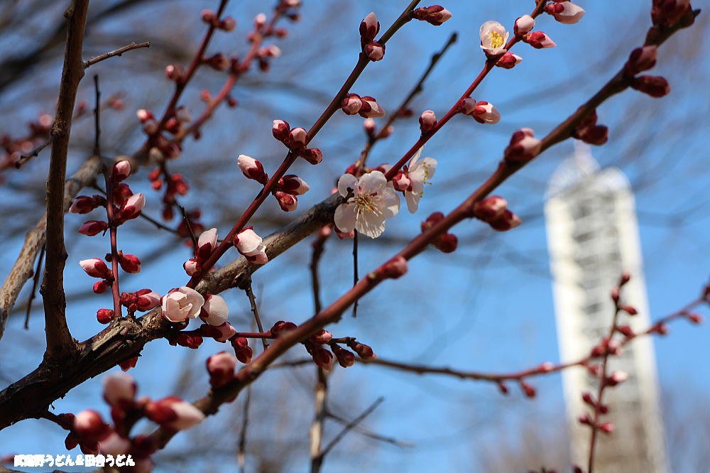 さいたま新都心の河津桜2015　さいたま市_c0113312_216455.jpg