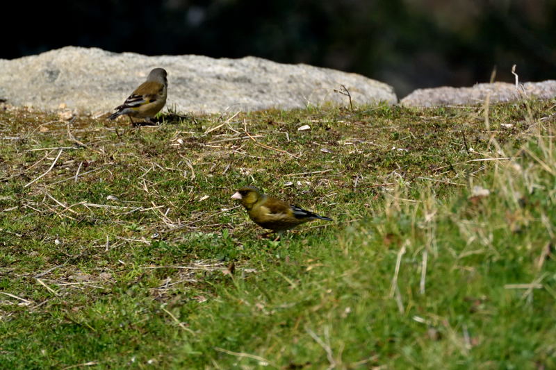 公園の野鳥～残り物_d0247114_1631347.jpg