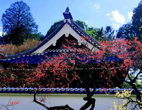 水戸　弘道館　梅の花　（3月12日）_a0023315_8565558.jpg