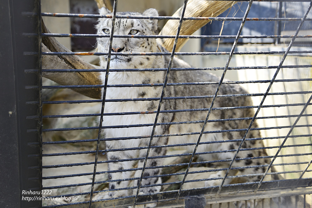 2015.2.22 群馬サファリパーク☆ユキヒョウのまいちゃん【Snow leopard】_f0250322_2293555.jpg