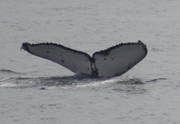 イルカ&クジラ見つけ隊☆_f0062839_17443523.jpg