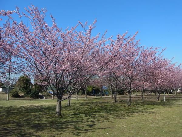 高洲中央公園 河津桜 浦安フォト日記 高洲中央公園 河津桜 浦安フォト日記