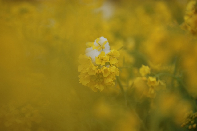 名残りの雪ー菜の花_f0288049_17155812.jpg