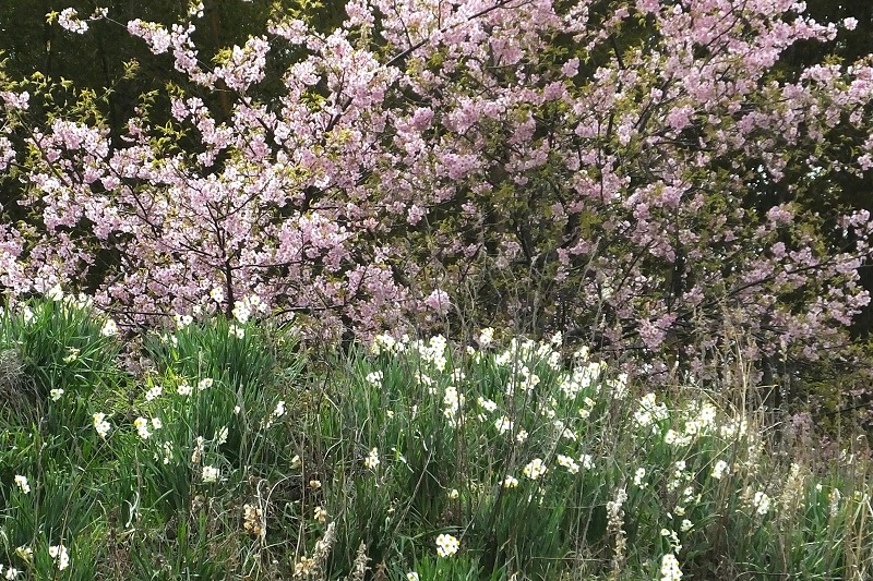 頼朝桜　　　　　　　　　　　　　　　　　　　　　　_b0236251_11533117.jpg