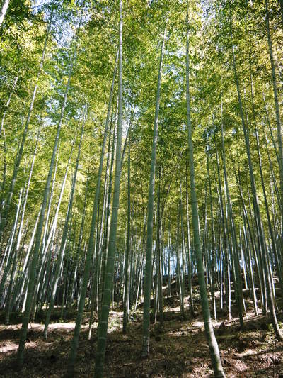 幻の白い「長生たけのこ」 平成27年度予約受付スタート!!_a0254656_14574440.jpg
