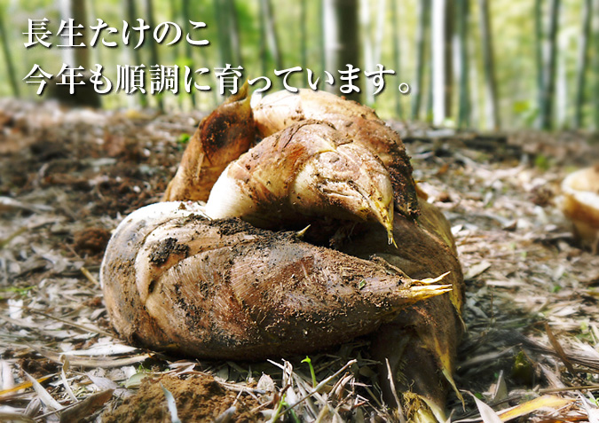 幻の白い「長生たけのこ」 平成27年度予約受付スタート!!_a0254656_17301037.jpg