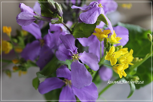 b0088173_2013395.png