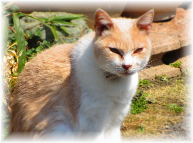 にゃんこず・・・♪_d0175974_20101871.jpg