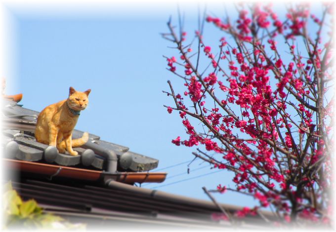 にゃんこず・・・♪_d0175974_2010527.jpg