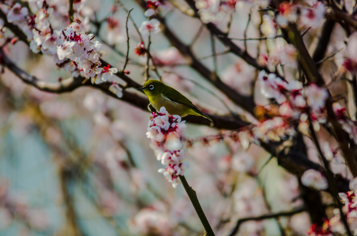 ★レンズテスト「Tamron 70-200mm f2.8 Macro〔Model A001〕」（１）_e0291683_19175539.jpg