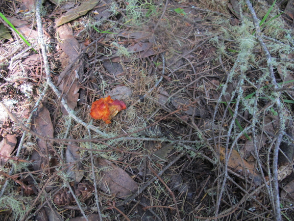 オークランドへの小旅行（4）〜春の山で茸狩り〜_a0127398_27378.jpg