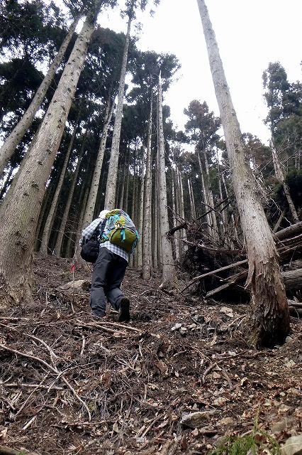 岳ノ山－大鳥屋山とセツブンソウ_e0137200_18525971.jpg