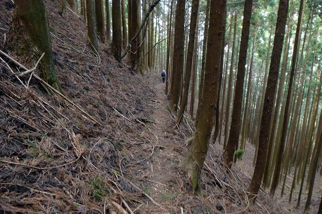 岳ノ山－大鳥屋山とセツブンソウ_e0137200_18564286.jpg