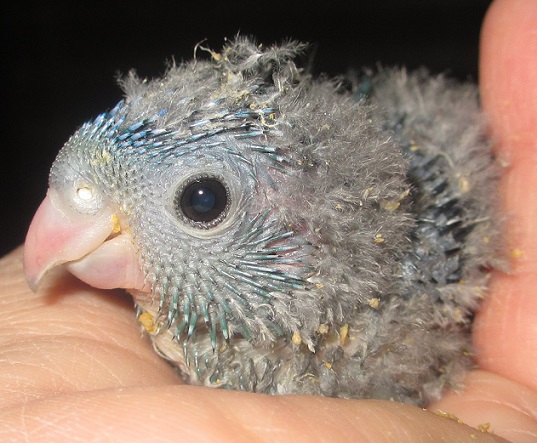 サザナミインコのコバルトの雛ちゃん３羽_e0255102_20861.jpg