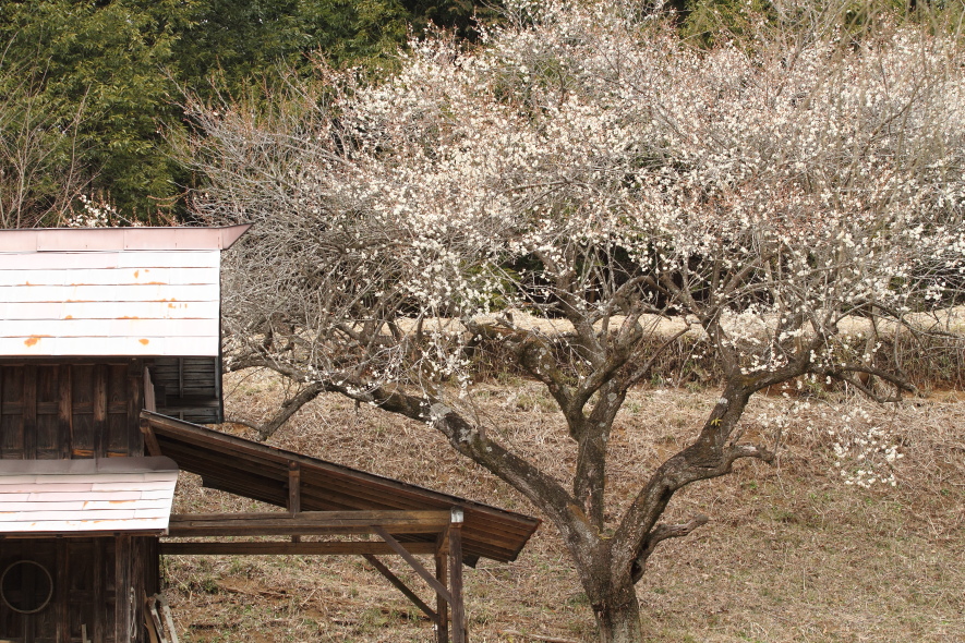 春霞の山と川　- 2015年・真岡 -  _b0190710_2133781.jpg