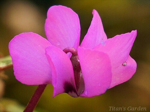 Cyclamen coum forma. variegatum_b0099813_1075598.jpg